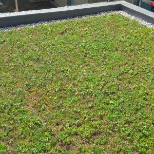 green roofing service toronto