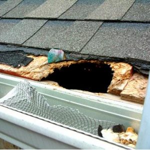 animal damage roofing service toronto